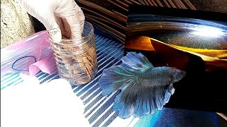 How to culture infusoria  Simple live food culture for growing betta fry [upl. by Hak]