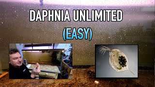 How I Raise Daphnia Water Fleas And You Can Too [upl. by Lennie]