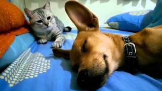 Cat Attacks Sleeping Dog  Wakes Him Up [upl. by Eenar856]