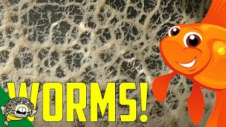 Live Fish Food How to make Micro Worm and Banana Worm Cultures [upl. by Ciardap878]