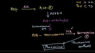 Amino acid synthesis [upl. by Coppola]