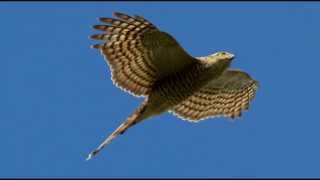 Sparrowhawk Bird Call Bird Song [upl. by Yniatirb994]