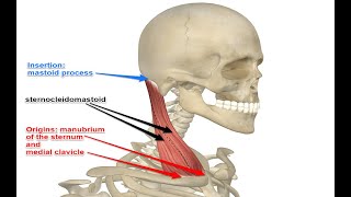 Two Minutes of Anatomy Sternocleidomastoid SCM Muscle [upl. by Sybila]