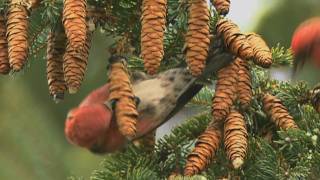 How Nature Works Whitewinged Crossbill Feeding Technique [upl. by Llecrad]