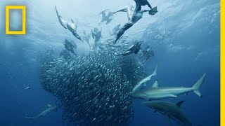 Sardine Feeding Frenzy  50 Shades of Sharks [upl. by Euqimod]