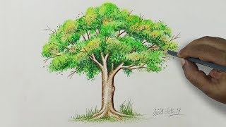 Tree  Drawing A Tree With Simple Colored Pencils [upl. by Nosa892]