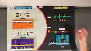 Polypeptide Synthesis Interactive Model [upl. by Notgnillew405]