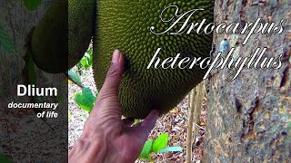 Jackfruit Artocarpus heterophyllus  part 1 [upl. by Mccullough]