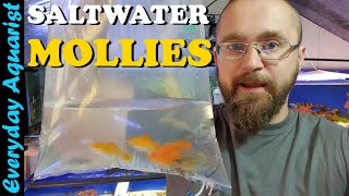 Adding GIANT SAILFIN MOLLIES To SALTWATER Aquarium Acclimation [upl. by Eimmac]