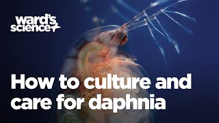 Caring and Culturing for Daphnia [upl. by Atilef446]