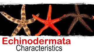 Echinodermata phylum general characteristics  UPSC optional zoology [upl. by Hospers]