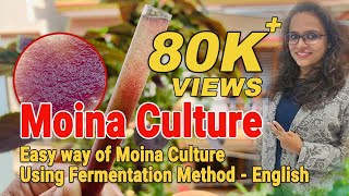 how to culture Moina live fish feed Easy way of Moina Culture Using Fermentation Method  English [upl. by Volotta307]