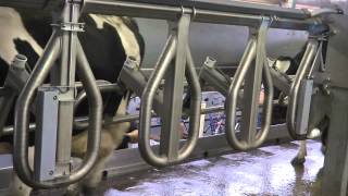 Germany DeLaval  Champion™ Parallelmelkstand [upl. by Lindsley]