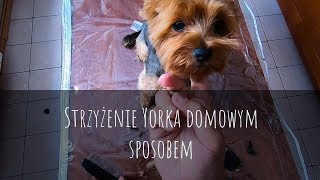 Strzyżenie Yorka psa domowym sposobem Yorkshire Terrier  grooming  Foresto obroża [upl. by Ecinej]