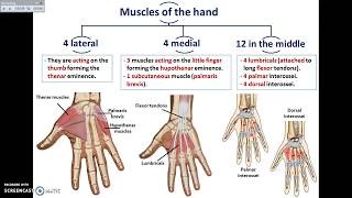 Overview of UL 13  Muscles of the Hand  Dr Ahmed Farid [upl. by Mahmud]