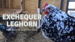 Exchequer Leghorn 5Month Old Chickens [upl. by Oriane]