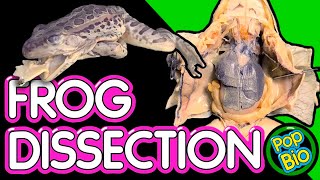 Frog Dissection Anatomy and Function [upl. by Girardi]