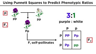 Mendelian Genetics and Punnett Squares [upl. by Moffitt457]