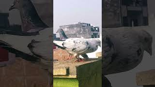 High flyer pigeon 😈🤬🔥🔥 [upl. by Alister]