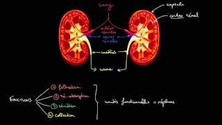 Anatomie et fonctions des reins [upl. by Ydne816]