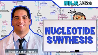 Metabolism  Nucleotide Synthesis  Purine amp Pyrimidine Synthesis [upl. by Nibroc]