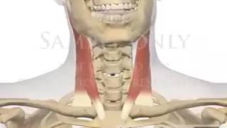 Function of Sternocleidomastoid SCM muscle [upl. by Atnwahs]