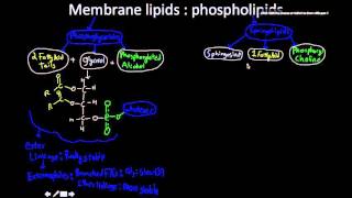 Membrane lipids Phosphoglycerides and sphingomyelin [upl. by Rudich]