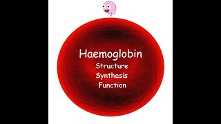 Part 3 Haemoglobin  Structure Synthesis Types and Function [upl. by Lenaj]