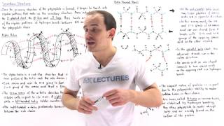 Secondary Structure of Proteins [upl. by Spoor380]