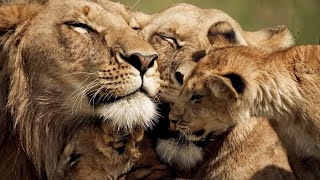 The Strongest LION PRIDE in Luangwa Valley  National Geographic Documentary 2020 Full HD 1080p [upl. by Murat406]