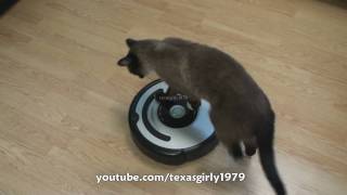 Cat shows HOW TO use iRobot Roomba Vacuum [upl. by Llenhoj554]