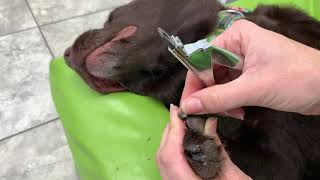 How to Trim Your Dogs Dark Nails [upl. by Mor600]