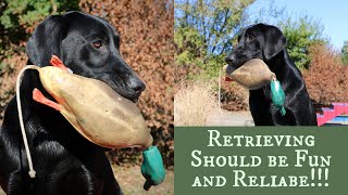 Labrador Retriever Training  Force Fetch vs Inductive Retrieve [upl. by Georgetta]