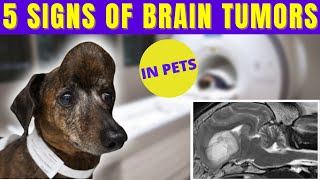 Vet Neurologist Explains  Brain Tumor Symptoms [upl. by O'Neil]