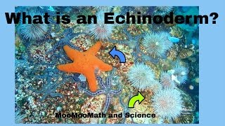 Echinoderm Facts [upl. by Wystand688]