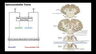 The Spinocerebellar Tracts EXPLAINED [upl. by Georgine]