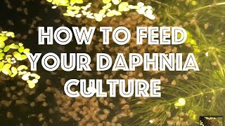 How To Feed Your Daphnia Culture [upl. by Files]