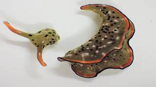 Sea Slug Decapitated Itself Wont Leave Its Body [upl. by Powell]