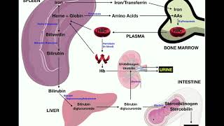 Anatomy  Erythrocyte RBC Metabolism [upl. by Ynagoham]