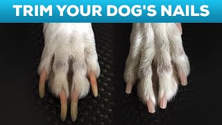 How to Cut Your Dogs Nails at Home STEP BY STEP AND TIPS [upl. by Arv]