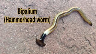 Hammerhead Worm BIPALIUM Predatory Behavior [upl. by Eiddet]