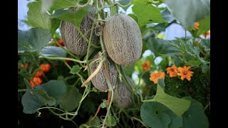 Melon growing and harvest on the ground or up a string [upl. by Linzer]