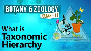 What Is Taxonomic Hierarchy  Diversity in Organisms  Biology Class 11 [upl. by Cohl]