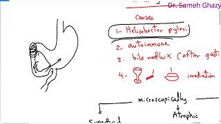 Systemic pathology 22  GIT 3  gastritis  DRSAMEH GHAZY [upl. by Medovich]