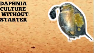 HOW TO CULTURE DAPHNIA NATURALLY WITHOUT A STARTER [upl. by Corena874]