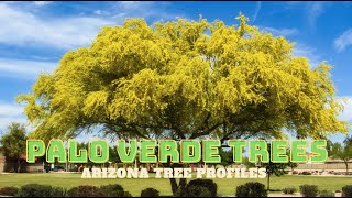 Palo Verde Trees of the Sonoran Desert  Arizona Tree Profiles [upl. by Cis]