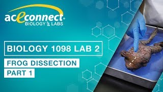 Biology Lab  Frog Dissection  Part 1 [upl. by Nylaehs355]