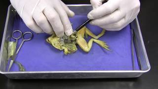 Frog Dissection [upl. by Aynotel661]