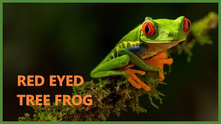 Red eyed tree frog sound  Agalychnis callidryas [upl. by Joe]