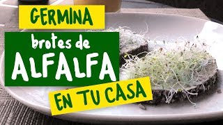 Germinador – Germinando Brotes de Alfalfa [upl. by Ibocaj665]